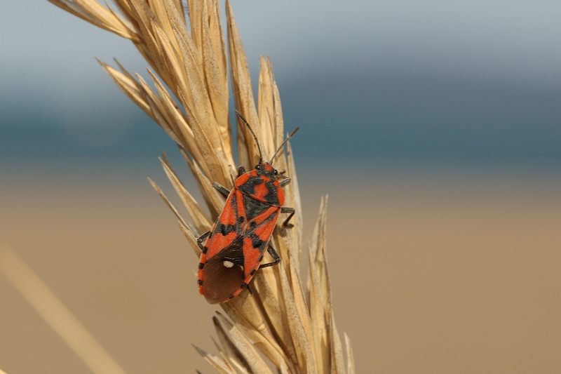 Lygaeidae:  Spilostethus pandurus?   S !